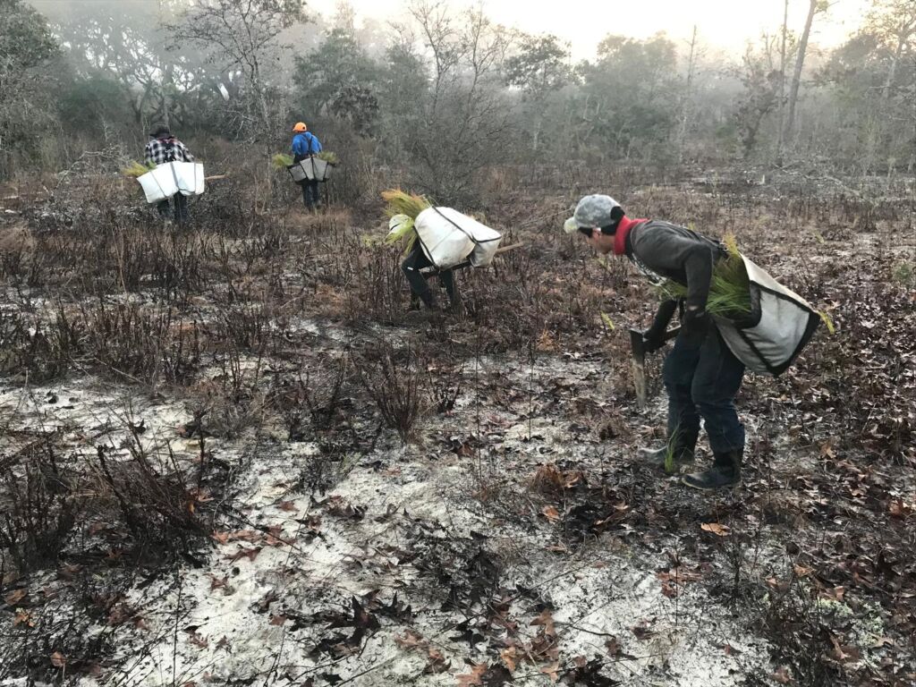 Rooted in Change: How Indra Energy Customers Are Helping Rebuild Senegal’s Forests
