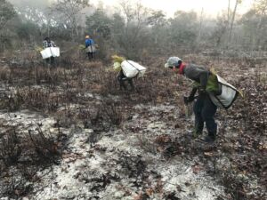 Rooted in Change: How Indra Energy Customers Are Helping Rebuild Senegal’s Forests